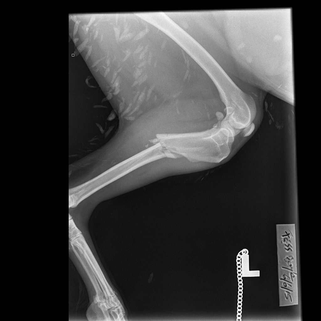 Unlucky farm dog -Fractured tibia | Jubilee Veterinary Centre tibula fibula diagram 
